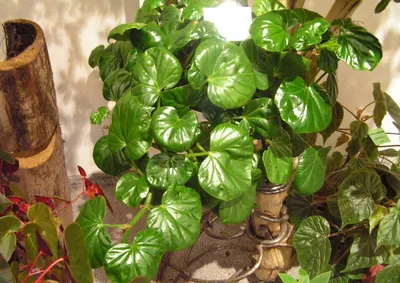 Декоративно-лиственная Бегония - 30 популярных видов и сортов с фото и  названиями
