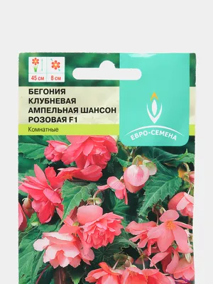 Бегония Шансон Розовая F1 10шт / Семена цветов за 129 ₽ купить в  интернет-магазине KazanExpress