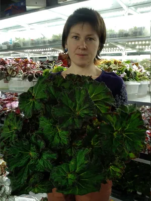 Основные проблемы выращивания декоративно-лиственных бегоний • Магазин  живых цветов в Санкт-Петербурге