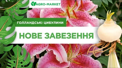 Бегония ампельная \"Каскад Сальмон\" 1шт - Бегонии - купить в Одессе, Украине  по цене - Agro-Market