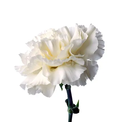 Белая гвоздика в СПб от Фит фловерс ру с доставкой или в салоне цветов