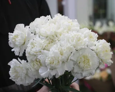 Белая гвоздика купить в салоне цветов Cats, СПб