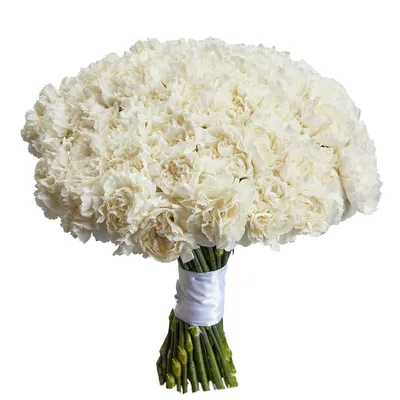 Гвоздика белая в Самаре - Купить с доставкой от 80 руб. | Интернет-магазин  «Люблю цветы»