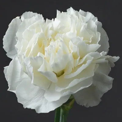 Гвоздика белая, Цветы и подарки в Москве, купить по цене 135 руб, Поштучно  в flowers-elena с доставкой | FlowWoW