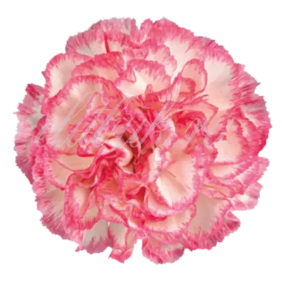 Гвоздика Одноголовая Голландия Белая с розовой каймой поштучно купить в СПб  в интернет-магазине Семицветик✿