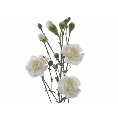 Гвоздика Кустовая ст белая купить оптом в Москве | Срезанные цветы в  «7ЦВЕТОВ»