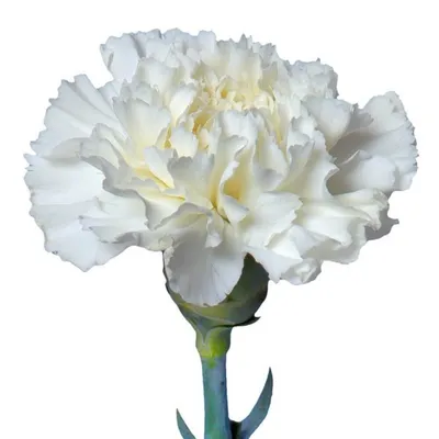 Гвоздика белая, Цветы и подарки в Нижнем Новгороде, купить по цене 135 руб,  Поштучно в Вам Цветы! с доставкой | Flowwow