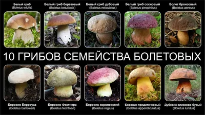 Белые грибы разновидности фото