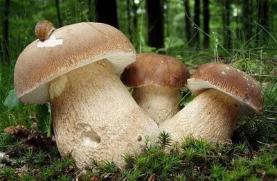 Почему белые грибы считаются лучшими - Рамблер/женский