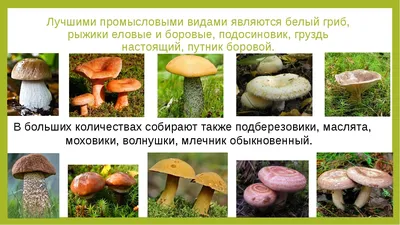 Несъедобные трубчатые грибы - 51 фото