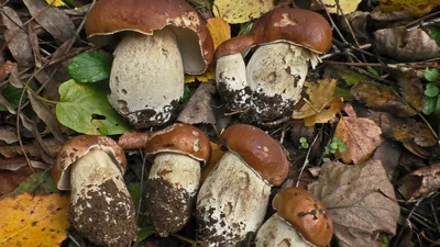 Белые грибы в октябре - 45 фото