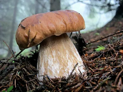 Белый гриб - Profermy
