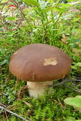 Белый гриб (лат. Buletus edulis) | Stuffed mushrooms, Mushroom pictures,  Outdoor decor