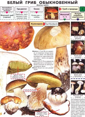 Разновидность белых грибов: фото и описание, боровик еловый, берёзовый,  дубовый, сосновый