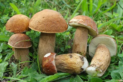Разновидности белых грибов - 47 фото