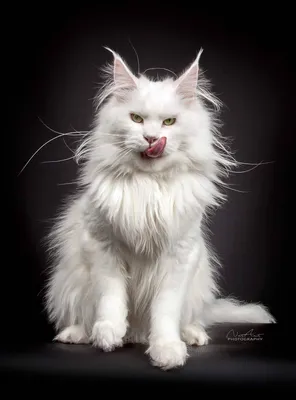 Белый мейкун кошка - картинки и фото koshka.top