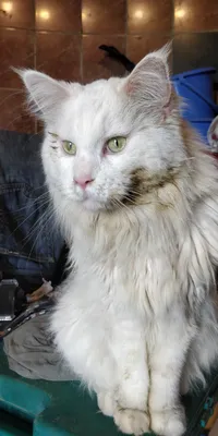 Пропал кот-белый Мейн-Кун. | Пикабу