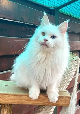 Maine Coon Cattery - white maine coon with odd eyes Maruf