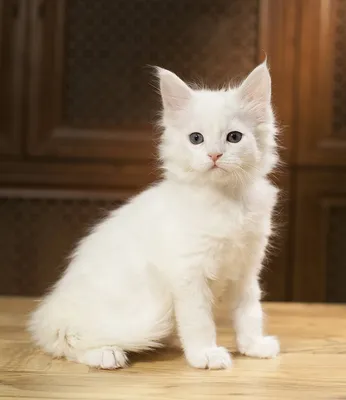 Котята Мейн кун белые - 33 фото: смотреть онлайн