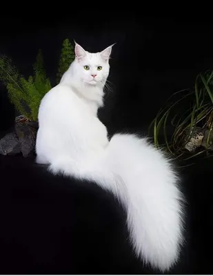 Белых кошек мейн кунов - картинки и фото koshka.top