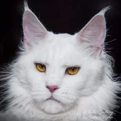 Белая кошка Мейн кун - 35 фото: смотреть онлайн
