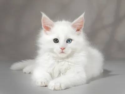 Котенка белого мейн куна - картинки и фото koshka.top