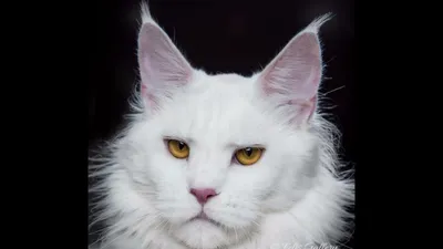Белый Мейн Кун - Король среди Кунов. Эта Порода Кошек только для избранных!  - YouTube