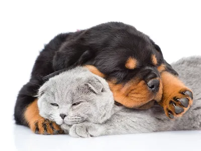 Фотография щенки Ротвейлер кот собака Двое Спит Животные 1600x1200