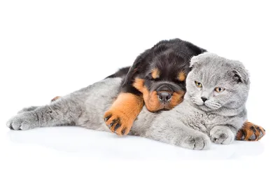 Фотография Ротвейлер кот собака сон Двое животное белым фоном