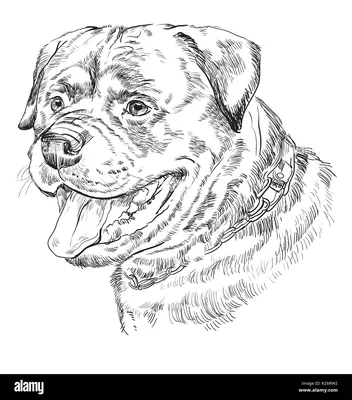 Ротвейлер Щенок Собака Задний - Бесплатное фото на Pixabay