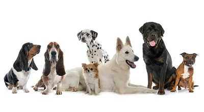 Фото взрослых собак | Ротвейлер, Собаки, Лабрадор-ретривер