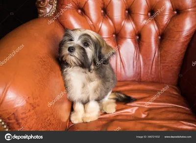 Прекрасная собака лион-бишон - фото и обои. Красивое изображение  \"Прекрасная собака лион-бишон\" на рабочий стол