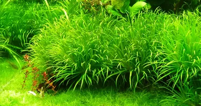 Бликса японская, бликса японика (Blyxa japonica) — Аquatic Plants