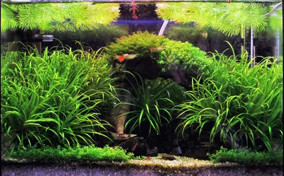 Аукцион aquaforum » Бликса японская (Blyxa japonica)