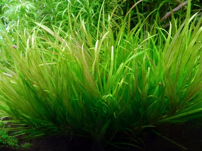 Аукцион aquaforum » Blyxa japonica (Бликса японская) 10шт.+