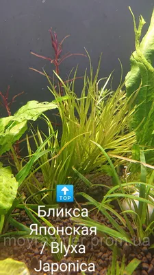 Бликса японская/Blyxa japonica, цена 15 грн — Prom.ua (ID#1382538354)