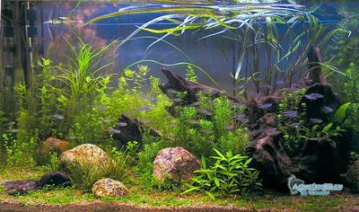 Оформление аквариума с длинностебельными растениями | АквариумОК