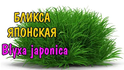БЛИКСА ЯПОНСКАЯ ( Blyxa japonica ) - YouTube