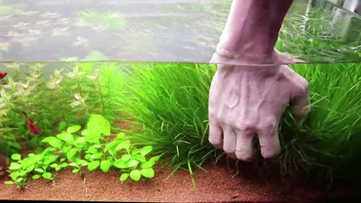 Бликса японская или японика растение для нано аквариума