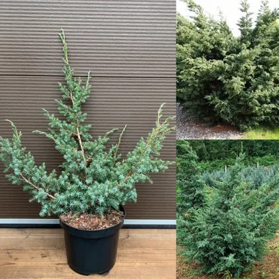 Купить Можжевельник китайский Блю Альпс, Juniperus chinensis Blue Alps по  цене 175 грн. от производителя