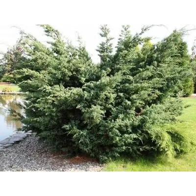 Купить Можжевельник китайский Блю Альпс, Juniperus chinensis Blue Alps по  цене 280 грн. от производителя
