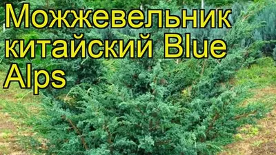 Можжевельник китайский Блю альпс. Краткий обзор, описание juniperus  chinensis Blue Alps - YouTube