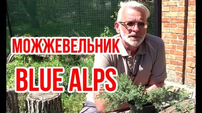 Можжевельник китайский Блю Альпс (Blue Alps) / Микориза и Микофренд / Игорь  Билевич - YouTube