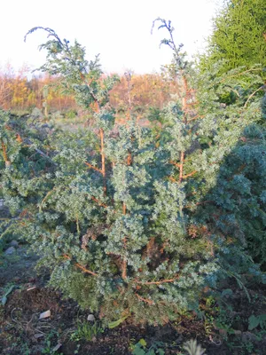 Можжевельник китайский Juniperus chinensis Blue Alps (Блю Альпс): описание  сорта, фото
