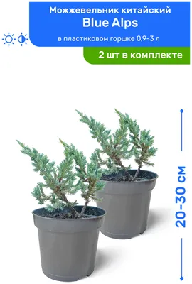 Можжевельник китайский Blue Alps (Блю Альпс) 20-30 см в пластиковом горшке  0,9-3 л, саженец, хвойное живое растение, комплект из 2 шт — купить в  интернет-магазине по низкой цене на Яндекс Маркете