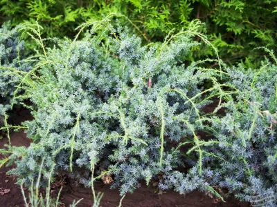 Можжевельник китайский Блю Альпс (Juniperus chinensis Blue Alps) - описание  сорта, фото, саженцы, посадка, особенности ухода. Дачная энциклопедия.