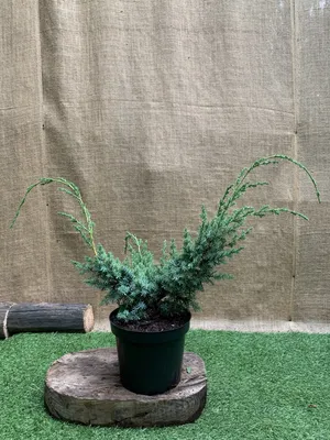 Можжевельник китайский Блю Альпс Juniperus chinensis Blue Alps, высота  40-50см, объём горшка 3л – низкие цены, кредит, оплата частями в  интернет-магазине ROZETKA | Купить в Украине: Киеве, Харькове, Днепре,  Одессе, Запорожье, Львове