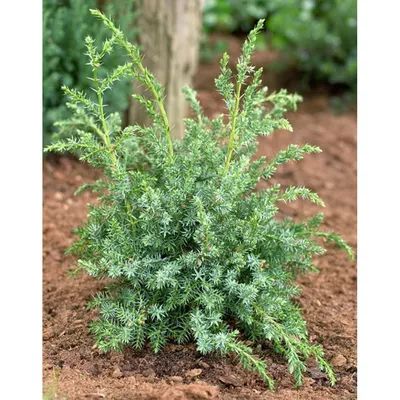 Купить Можжевельник китайский Блю Альпс в Киеве. Саженцы Juniperus  chinensis Blue Alps в контейнерах