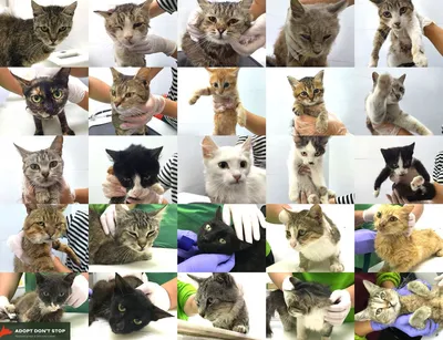 Благотворительный фонд Adopt don't stop спасает котов из зон боевых  действий в Украине. Помочь может каждый - Locals