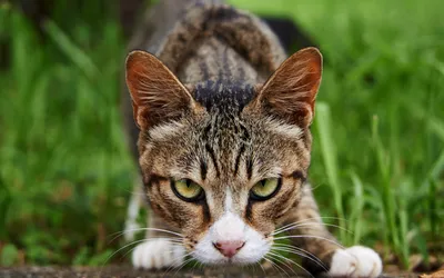 Скачать обои кошка, трава, глаза, кот, взгляд, морда, природа, поза, серый,  зеленые, злой, полосатый, боевой, боевая, позиция, злой кот, раздел кошки в  разрешении 1920x1200